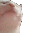 Corner Catjam